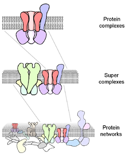 Protein Complexes