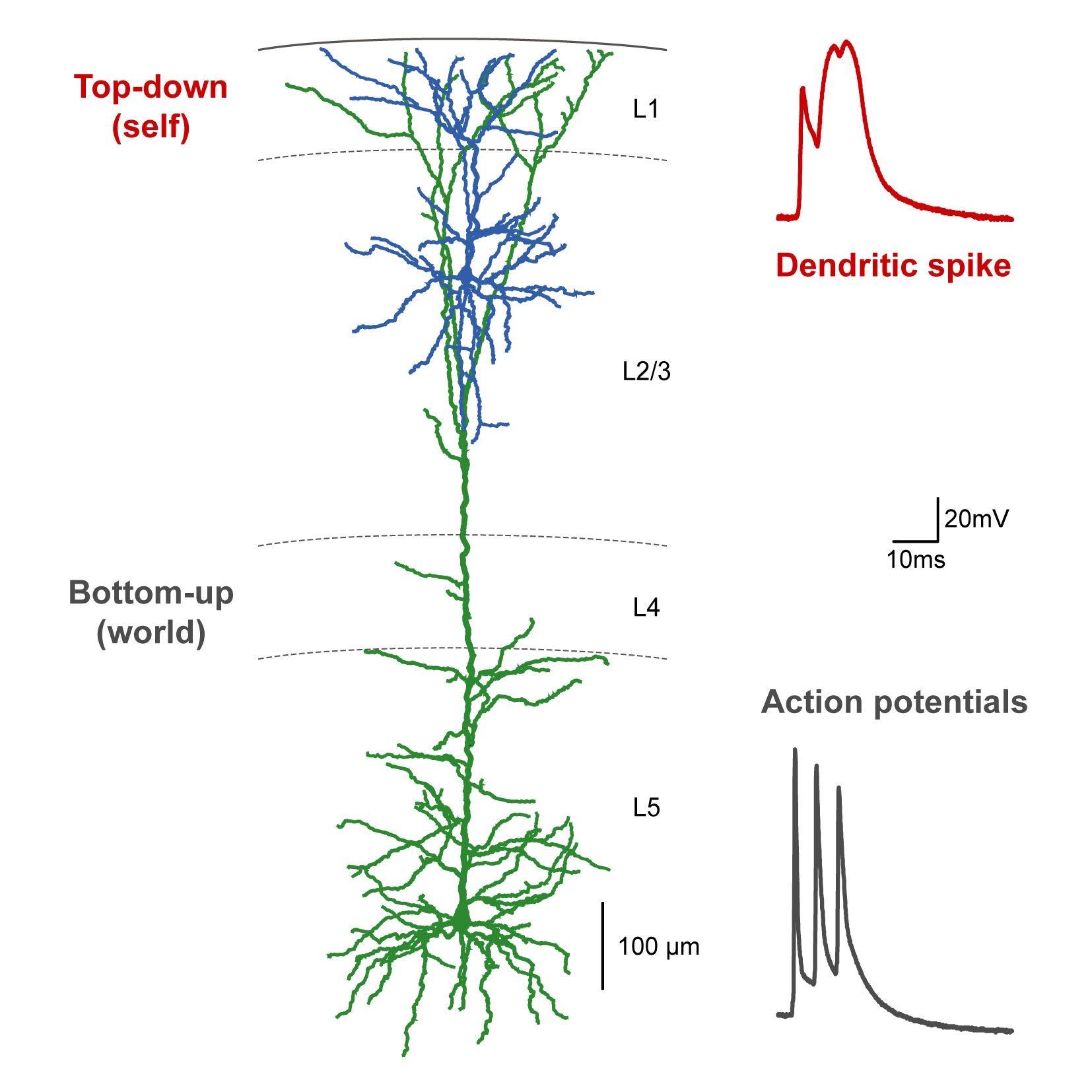 ‘Bottom-up’ and ‘top-down’ information streams.