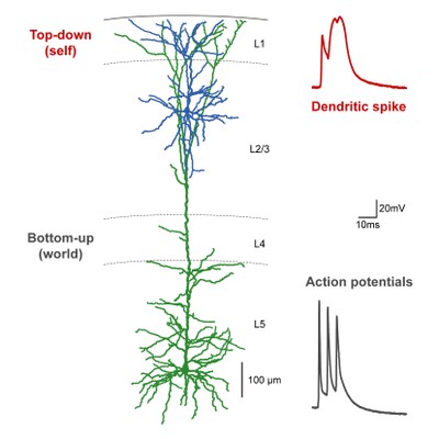 ‘Bottom-up’ and ‘top-down’ information streams.