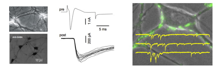 Synaptic Transmission